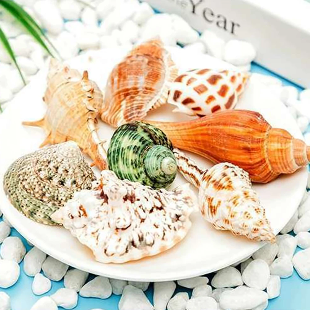 Hermit Crab Shells Natural Sea Conch Different Styles Sizes Fish Tank Landscaping Decorative Ornaments