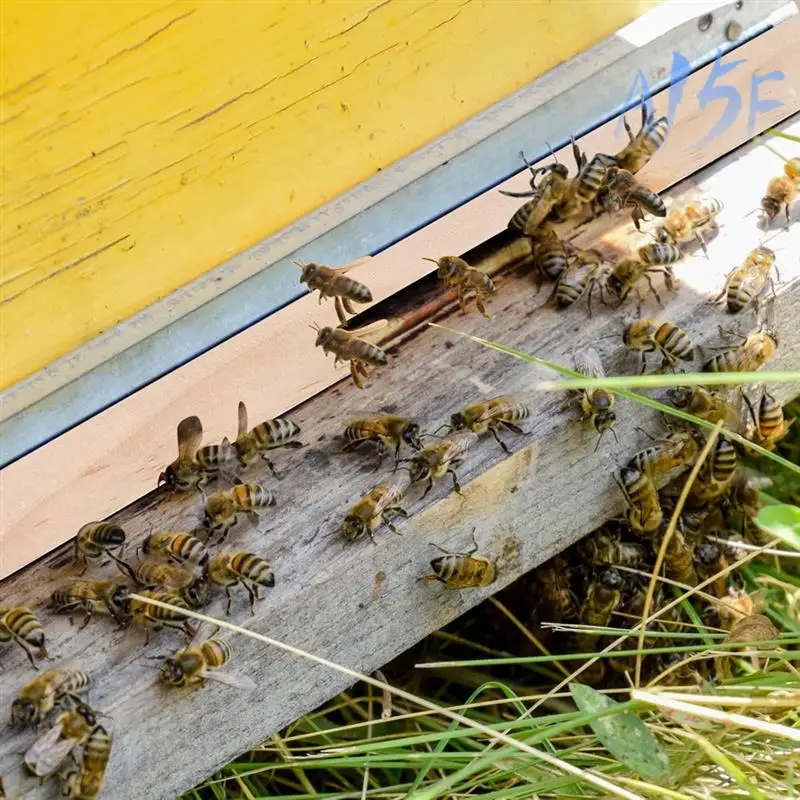 

A15F-Beekeeping Essentials: Wooden 6 Pack Beehive Entrance Reducer For 10 Frame Hive With 2 Opening Sizes