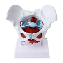 Female Pelvis Pelvic Floor Muscle Model Uterus Ovary Muscle Teaching Resources E D5QC