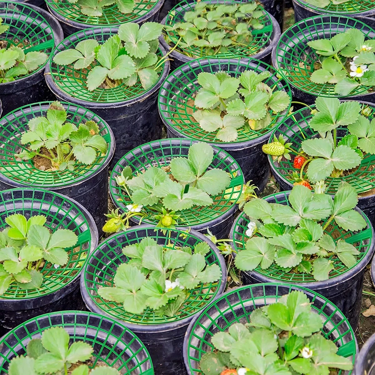 5/10 pezzi supporti per piante di fragole con 3 gambe robuste cremagliere per coltivazione di fragole protezione telaio supporto gabbia da stampo marcia sporca