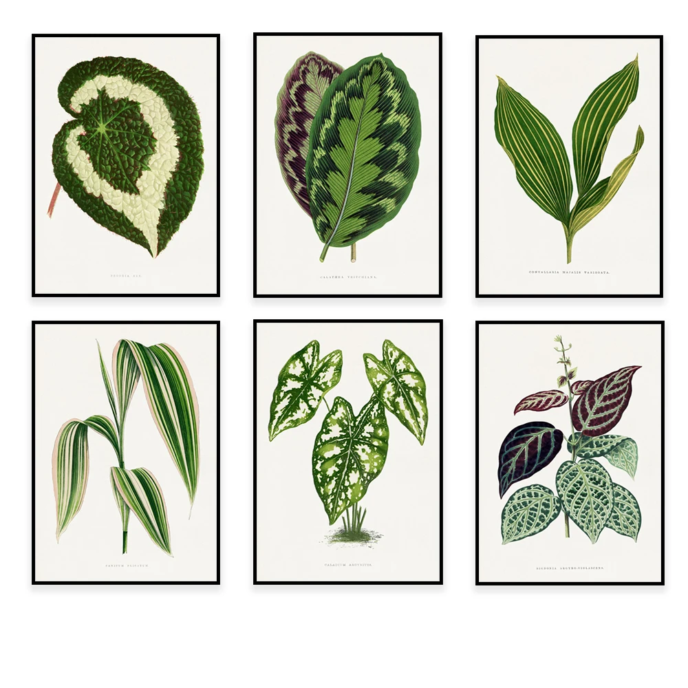 Edward Joseph Lowe and Charles Victor Nordin Art Poster Vintage Begonia Marshall Leaf, Hydrangea Leaf Botanical Illustration