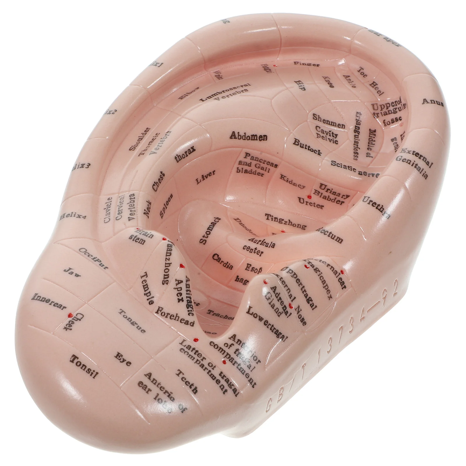 Auricular Model Balines Beads Massage Tools Chinese Medicine Teaching Prop Lettering Ear Mold Acupoint Learning Acupuncture