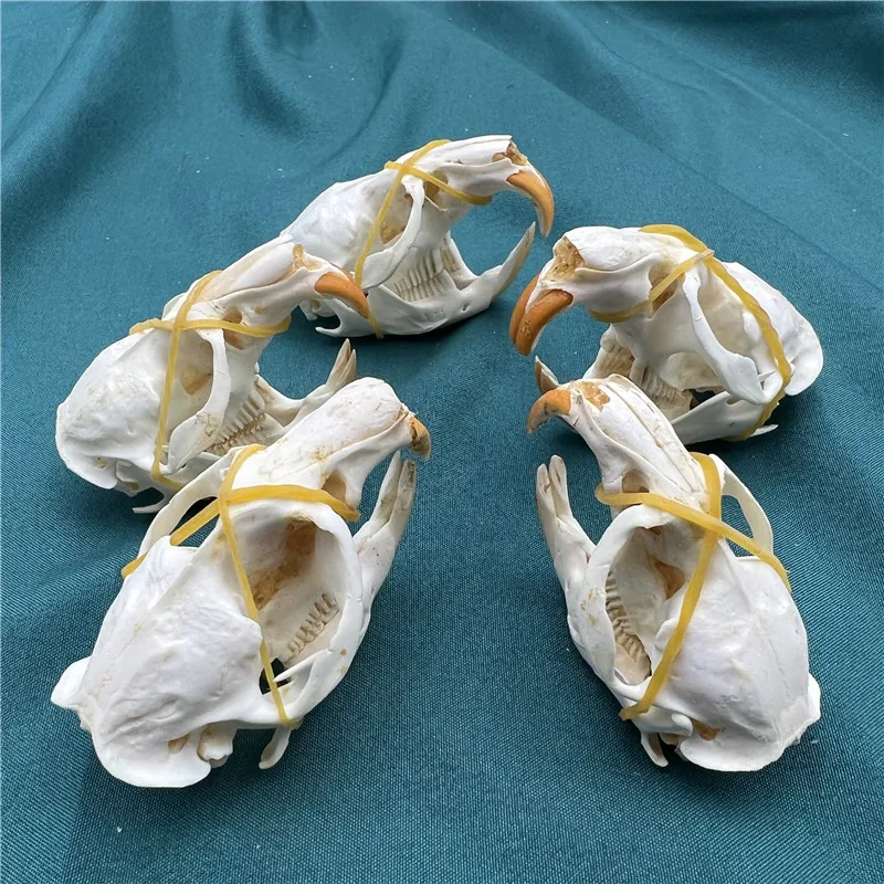 1/2/3/5/10 pcs animal skull real muskrat skull collection specimen crafts about 6-8cm Taxidermy