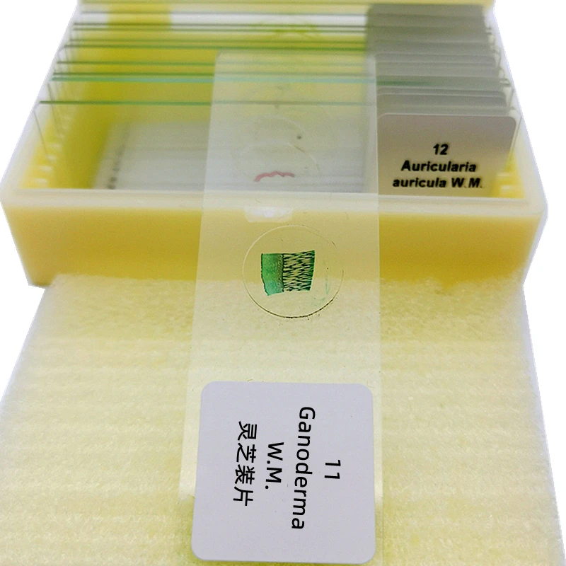 12Pcs Teaching Fungi Prepared Microscope Slides