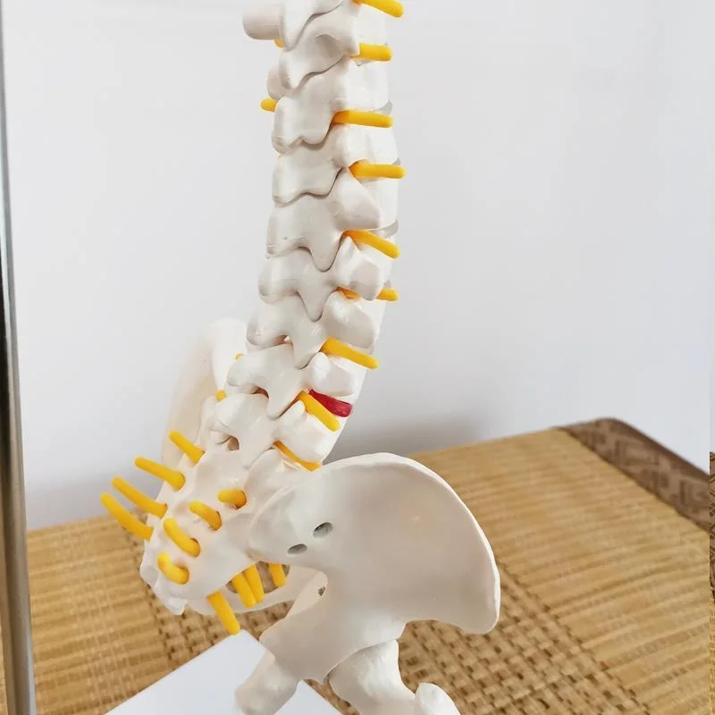 Curved colored human spine model, spinal pelvis, cervical vertebrae, thoracic vertebrae, lumbar vertebrae, orthopedic bones