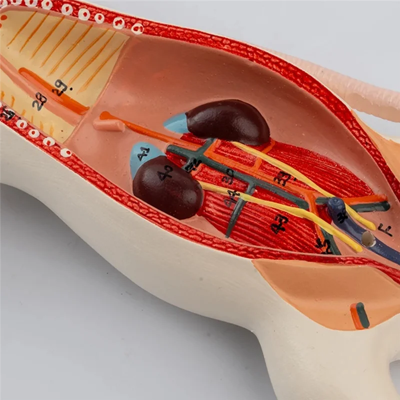 A29F-Rat Modello di Anatomia Mouse Bianco Organo Interno Struttura Anatomia Biologia Insegnamento Sperimentale Animale Allevamento Anatomico