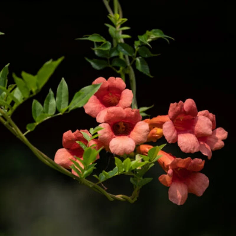 4 pz 110mm 1/8 1/10 Corso Breve Camion Pneumatici Ruota Con 12mm 17mm Esagonale Per Camion Monster ARRMA Trxs Slash HPI VKAR Redcat H