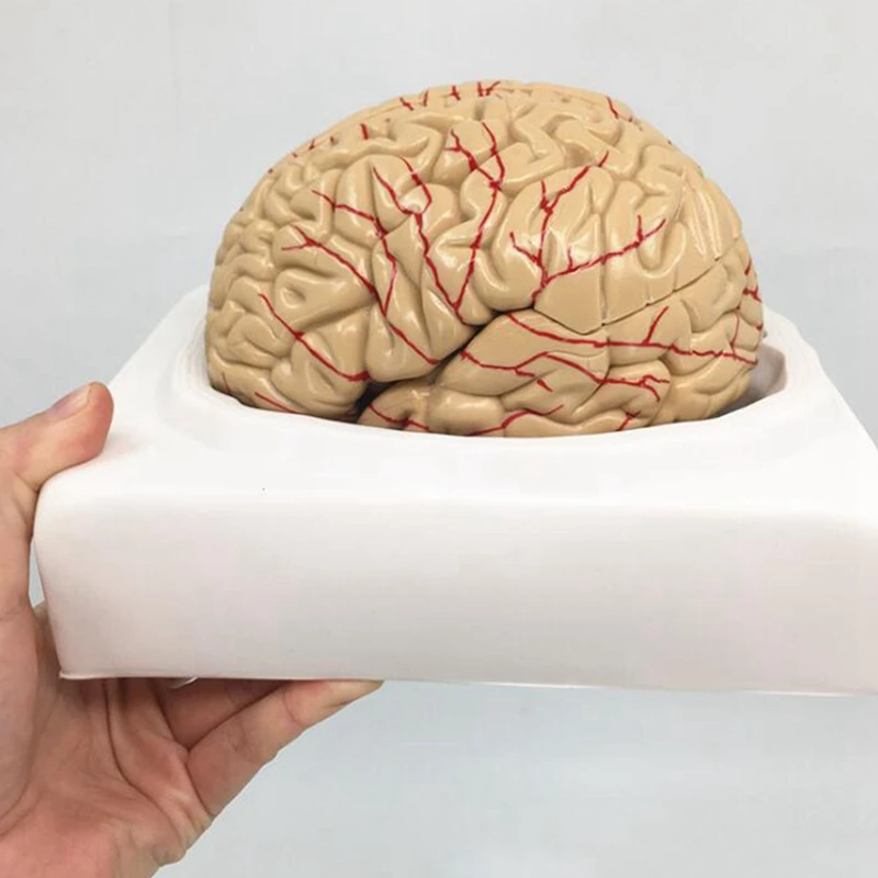 Modelo del cerebro del cuerpo humano, herramienta de enseñanza de anatomía, modelo anatómico del cerebro humano desmontado