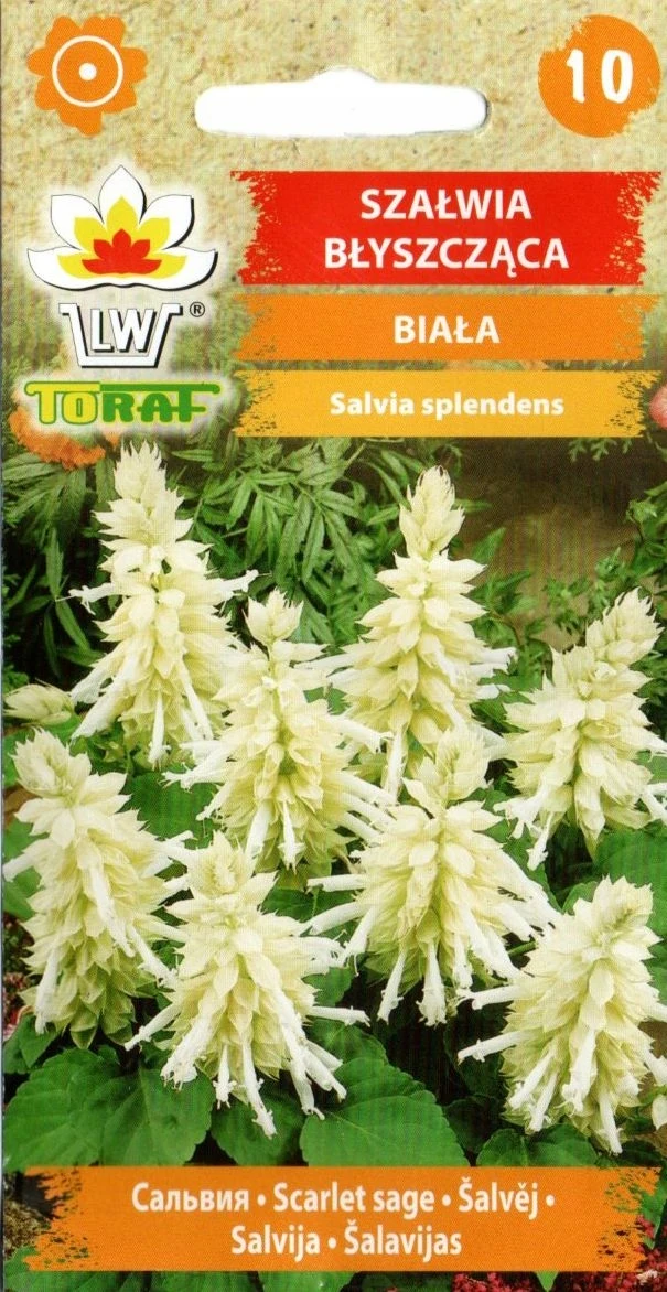 Sage Glanzend Witte Bloemzaden-655 Toraf