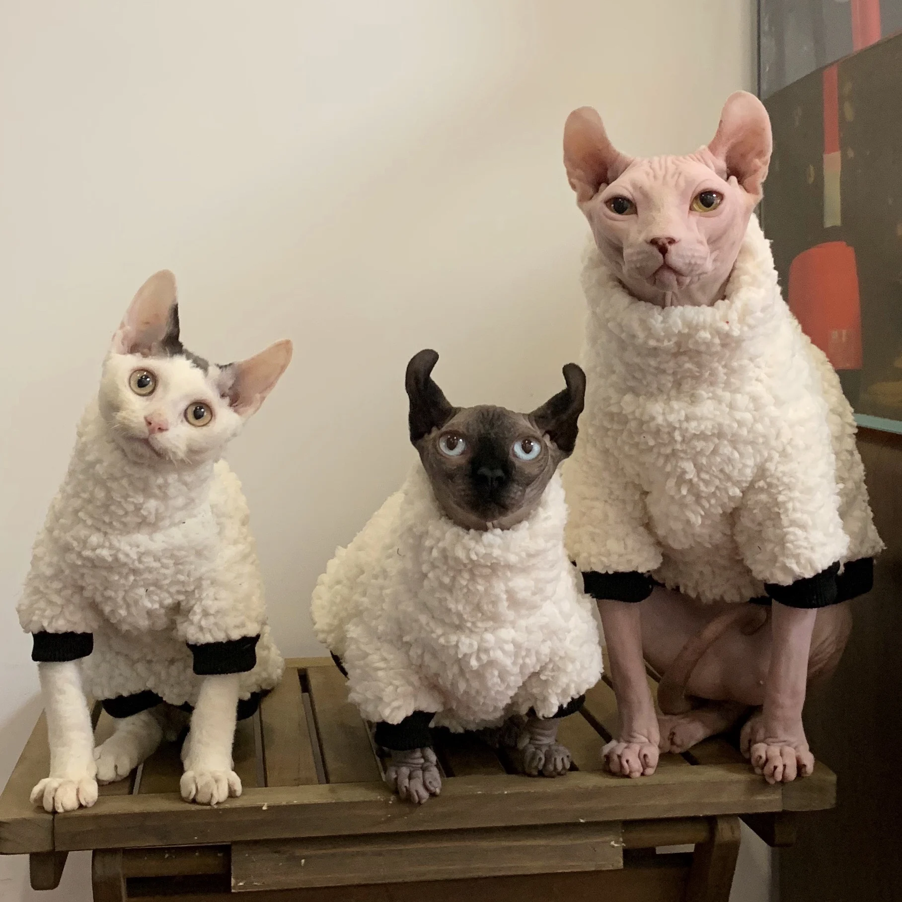 Fashion Warm Sphynx Cat Sweater Hairless Cat Clothes Thickening Soft Double-side Lamb Wool Fiber Coat for Devon Winter Outwear