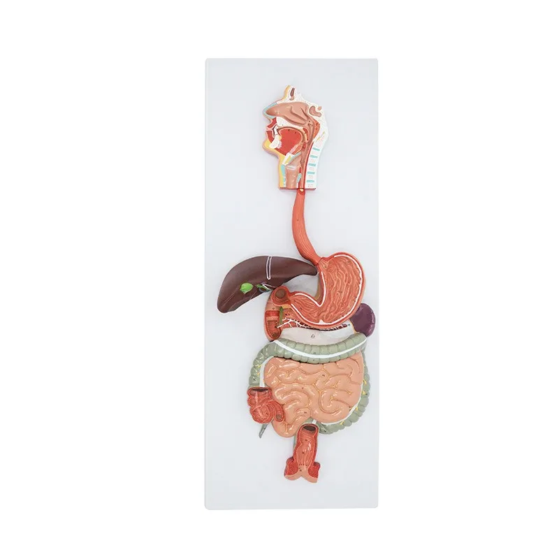 Anatomy Model of Human Digestive System Size Gastrointestinal Liver and Visceral Organs Nasal and Pharyngeal Digestion Specimens