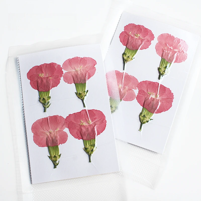Natur geprägte Polystyrol Nelke, neue primäre getrocknete Blume DIY Epoxy Handytasche Blumen Lesezeichen Hochzeitsdekoration, 4 Stück – Detail 9