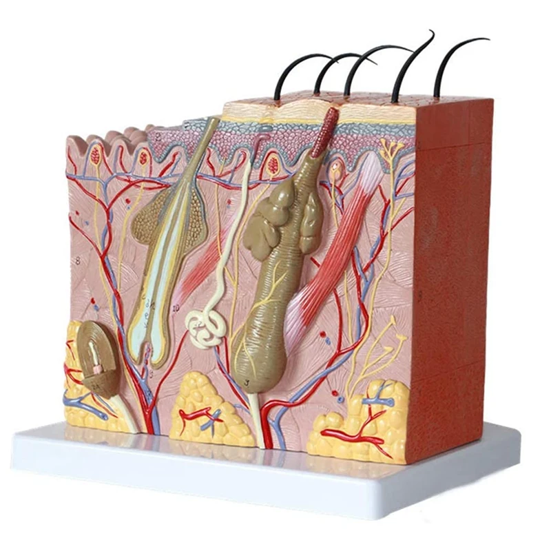 Modelo de piel 50X modelo de piel anatómica agrandada modelo de piel tridimensional de anatomía para enseñanza de exhibición de estudio en el aula