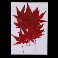 12pcs Natural Real Dried Leaves Maple Leaf for Christmas Making