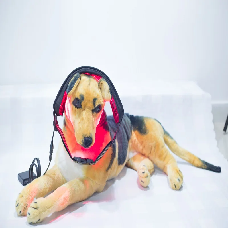 Dispositivo di terapia Laser 650nm 808nm per lesioni sportive artrite speroni del tallone sollievo dal dolore per il cavallo del cane del gatto dell'animale domestico umano