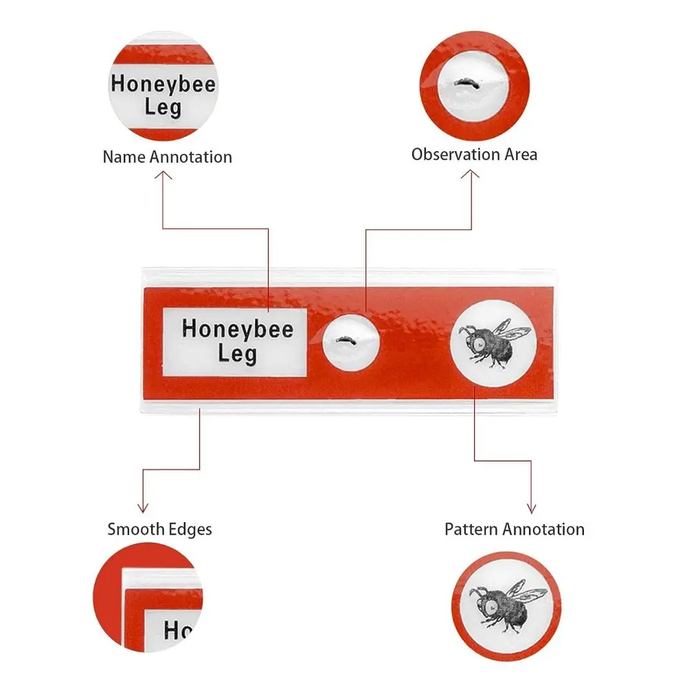 Prepared Microscope Slides for Kids, Plastic Animals Insects Plants Flowers Sample Specimens for Students Children