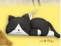 black cat