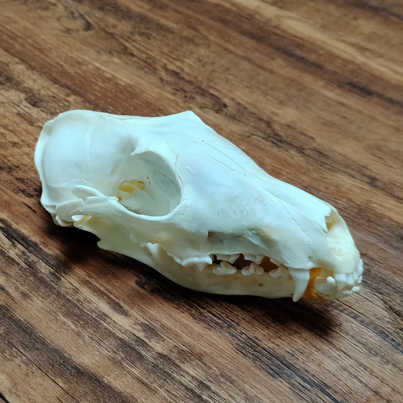 Animal Taxidermy Combination Real Fox Bone Skull, Home Decor, Specimen Collectibles Study