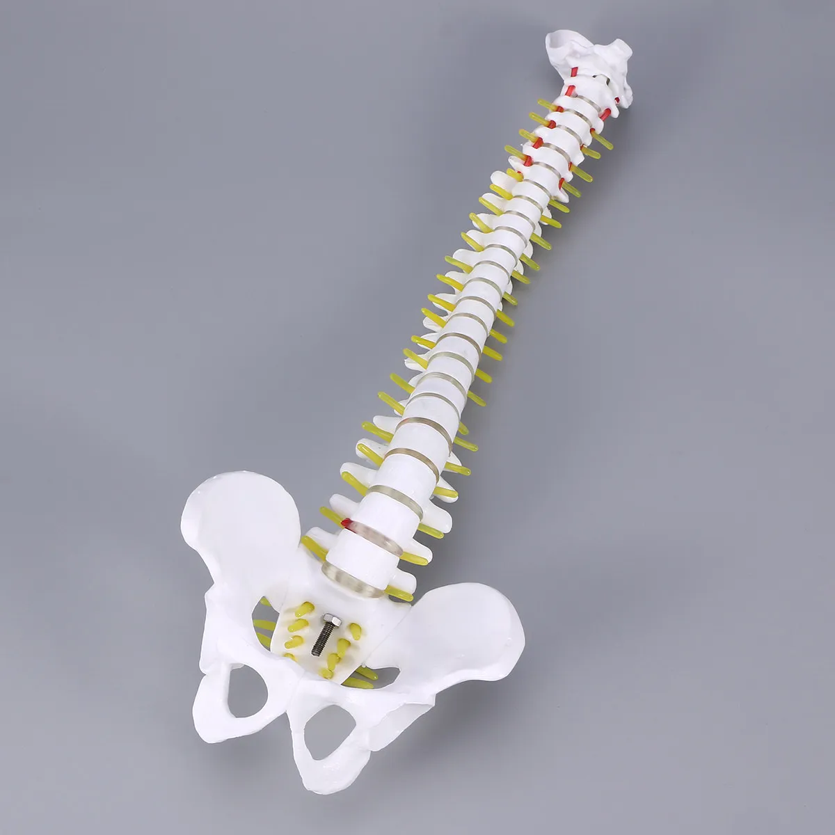 Human Spine PVC Detailed Practicing Tool for Student Nurse Doctor Medical Teaching Spine Training Educational Display