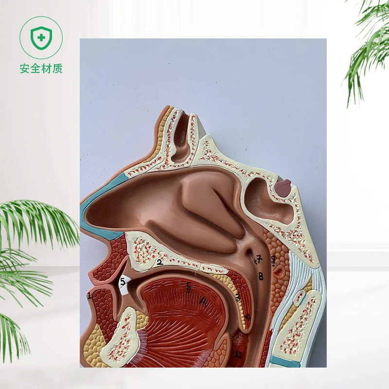 Human digestive system model Visceral organ anatomy Teaching aids for Hospital school