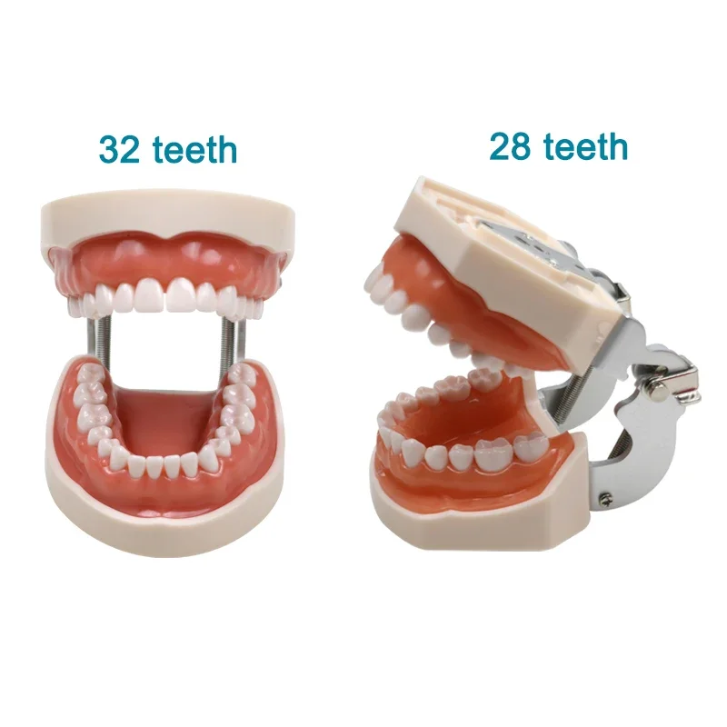 GREATLH Dentistry Model Dental Standard Tooth Model or Removable 28pcs 32pcs Teeth Simulation Cheek for Dentist Teaching