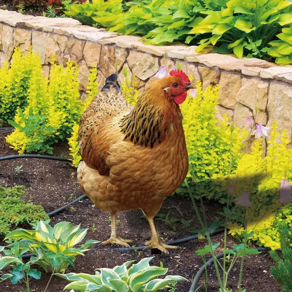 Garden Rooster Statue Acrylic Chicken Sculpture For Yard Decor Weatherproof Hen Figurine For Farm Patio Lawn Back Yard Home