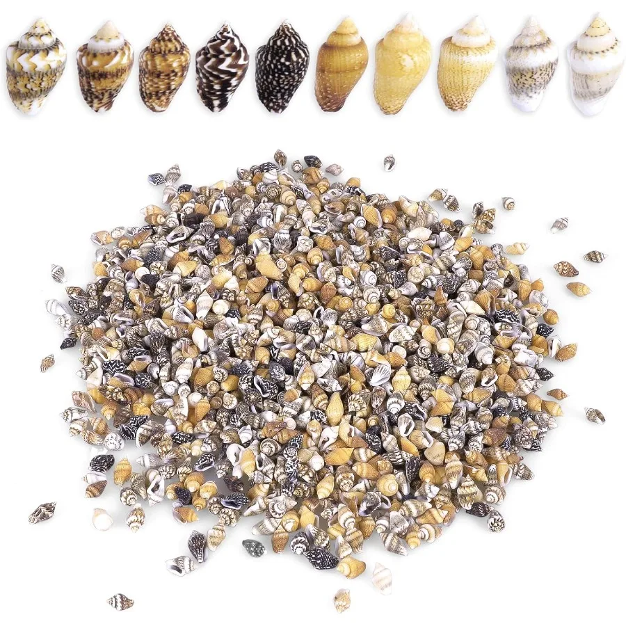 

2000 PCS Tiny Mini Small Sea Shells for Crafting Spiral Coh Shells for Crafts Charms for Home Decorations Candle Decor Fish Tan