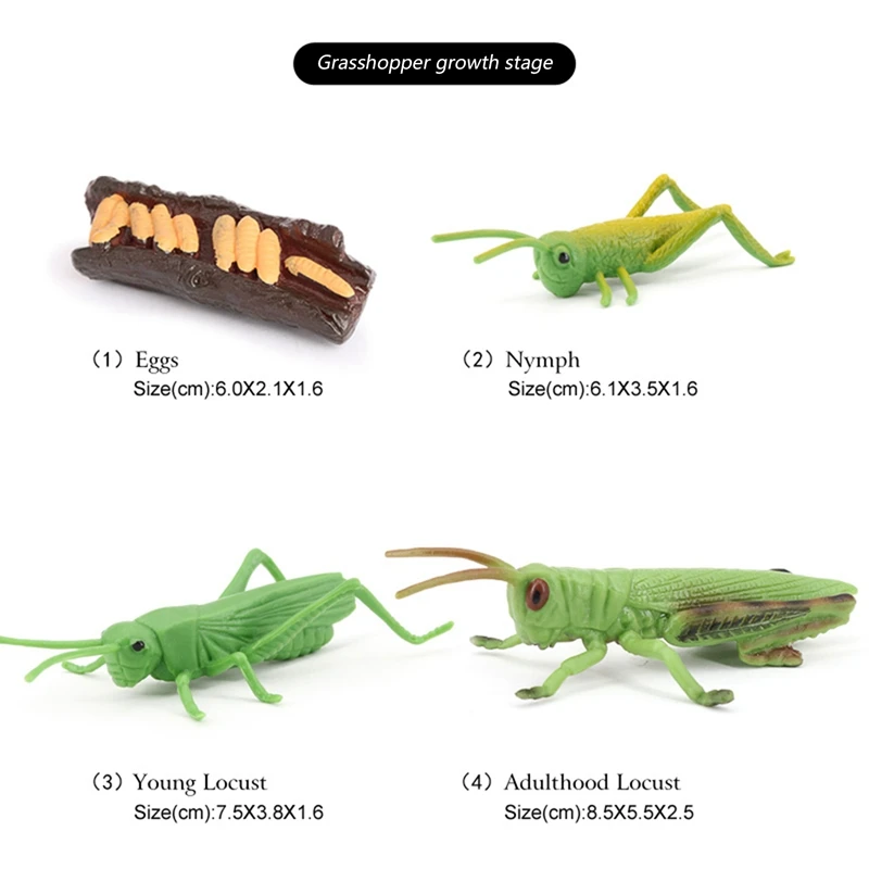 Simulação Locust Animal Life Cycle,Insect Growth Cycle Model, Brinquedos educativos para crianças