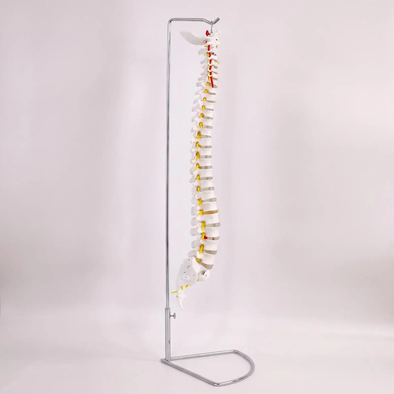 Spinal Column Model Anatomical Spine Model with Stand Realistic