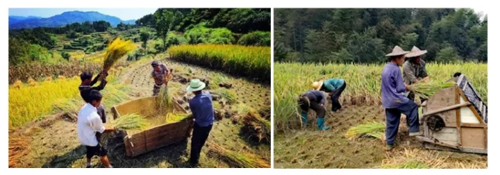 家庭用農業機械機器 ミニ脱穀機 水田脱穀機 農場用脱穀機 - Agriculture Farming Rice のレビューと価格