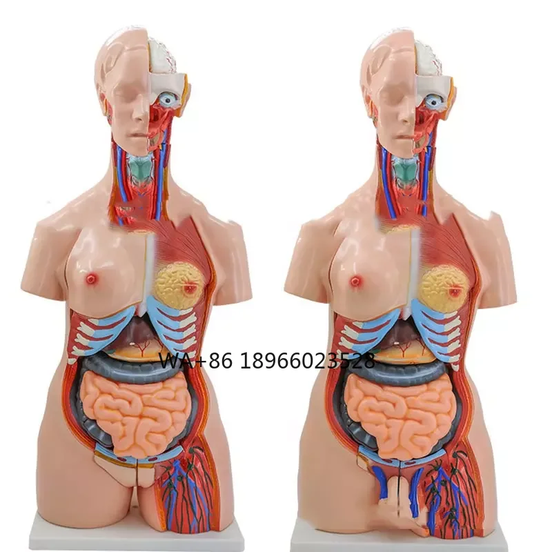 

Medical Teaching Training Model 85cm Unisex Torso 23 Parts Human Male and Female Human Torso Model