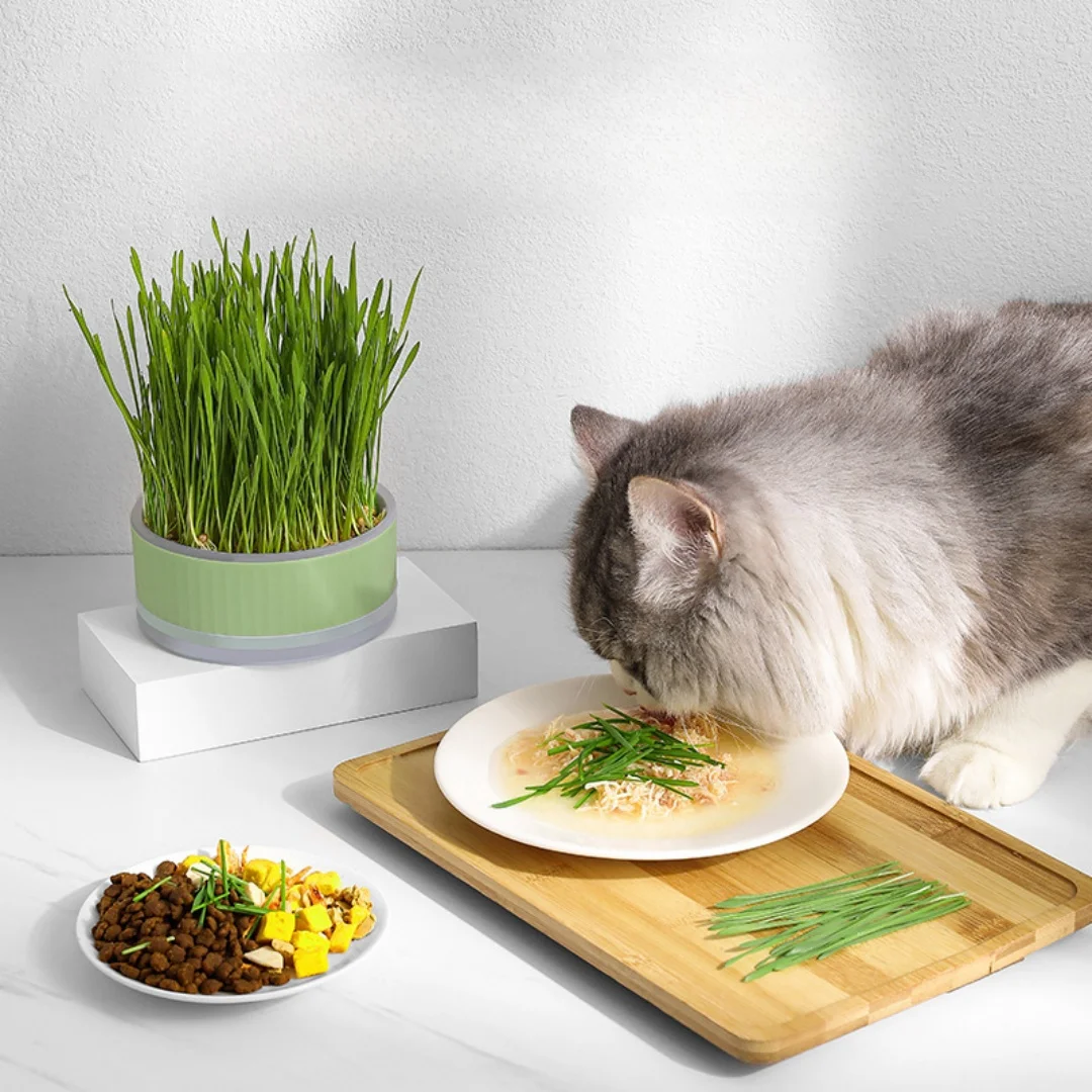 Cat Plant Planter Cat Plant for Pet Convenient Cat Planter Cat Plant Pot The Lazy  Plastic Cat Grass cup Without seeds