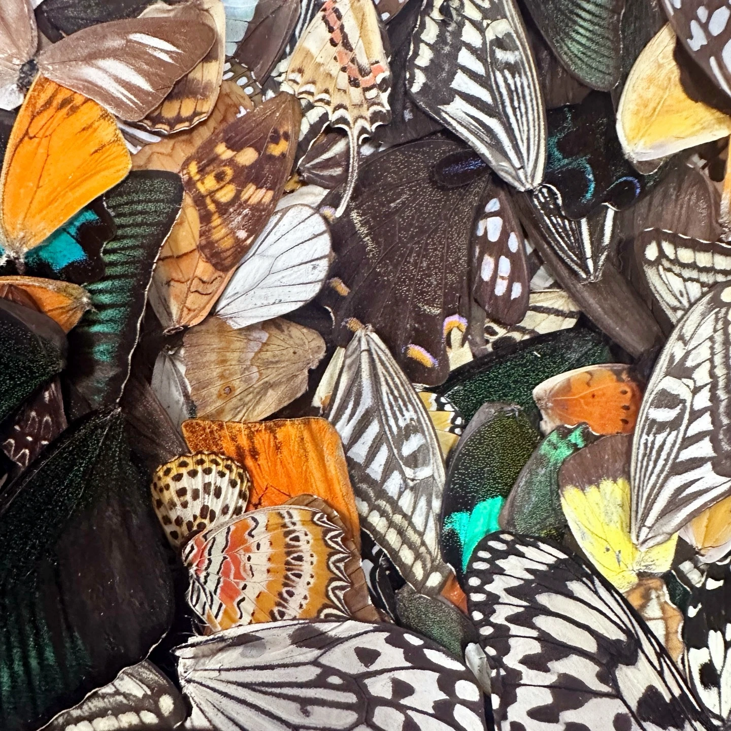 2149 Wholesale 1000 Pcs Butterfly Wings Decorative Painting Clip Art Natural Craft Supply Retro Material Christmas Decor Gifts