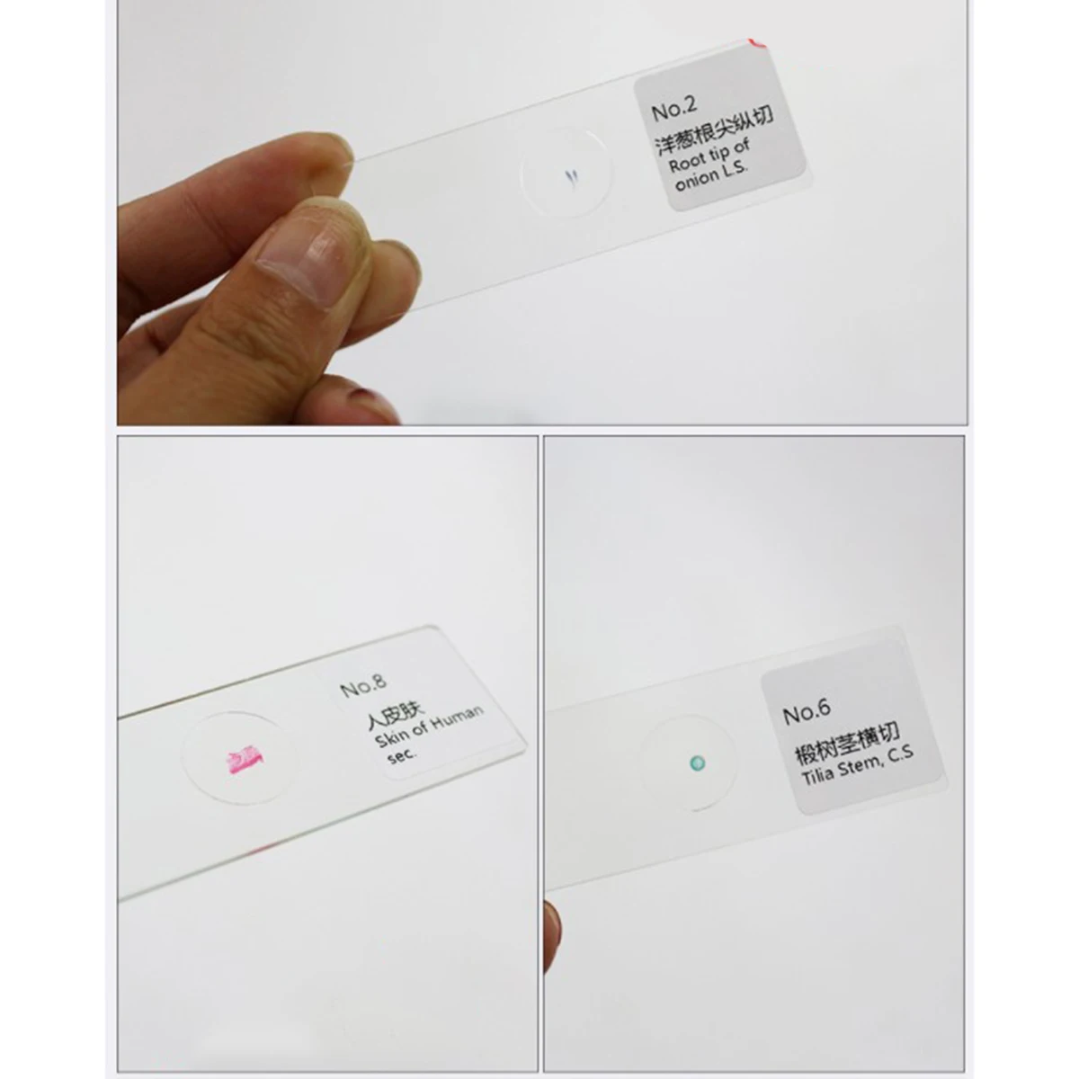 

10Pcs Biology Prepared Microscope Slides Glass Sample Specimens Set Educational Scientific Study Kit for Students Kids