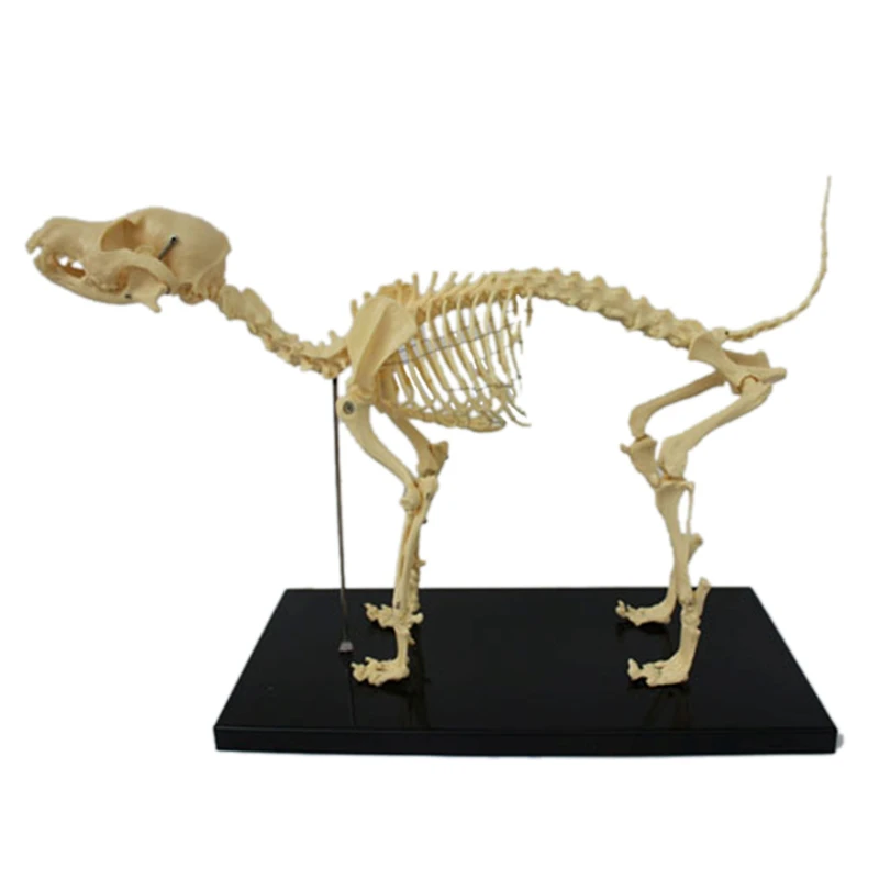 

Dog Skeleton Model Dog Anatomy Animal Teaching Model Laboratory Veterinary Teaching Demonstration Tool Durable Easy Install