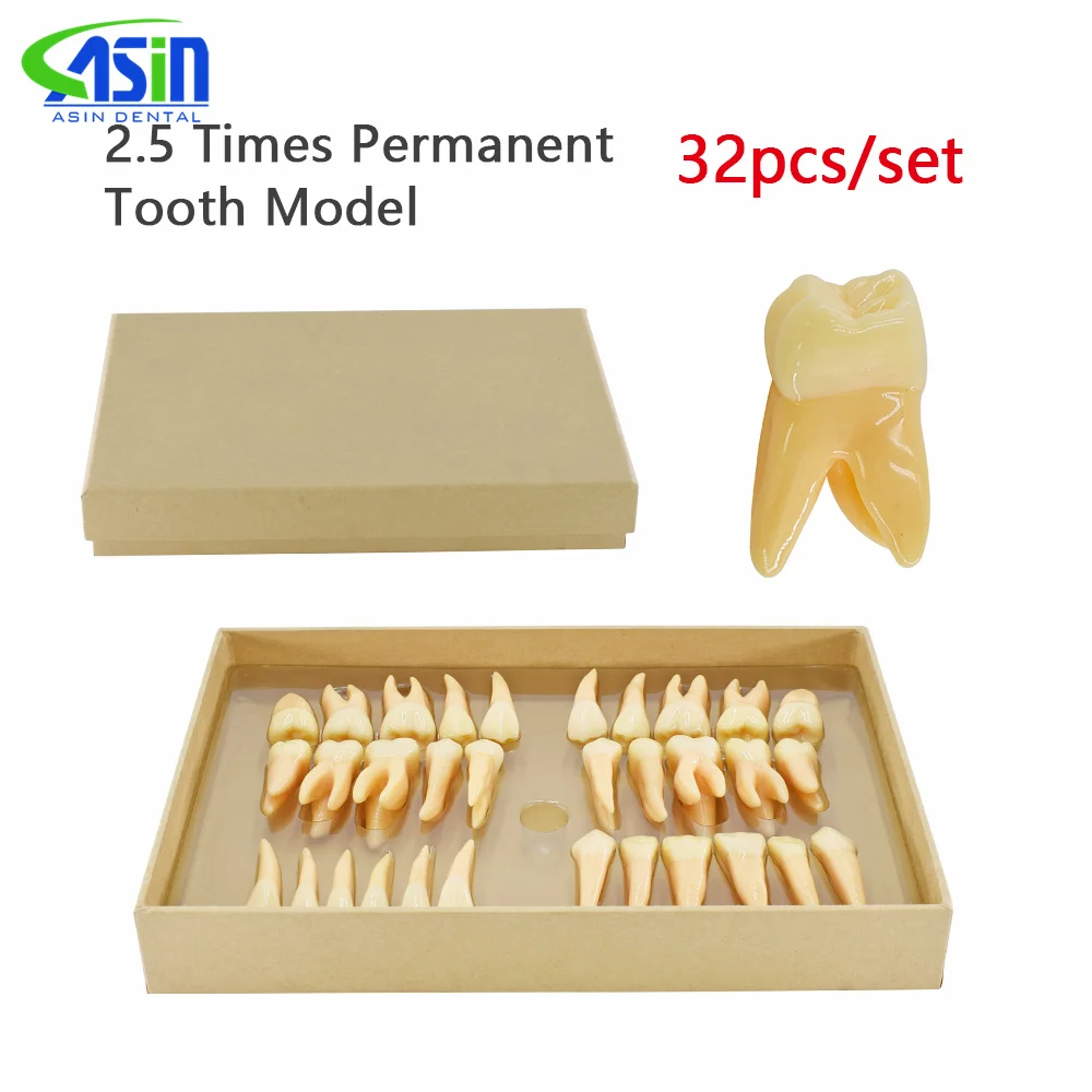 32pcs/set Dental Teeth Model Resin 2.5 Times Permanent Tooth Model Simulation Isolated Dental Teaching Odontologia Models