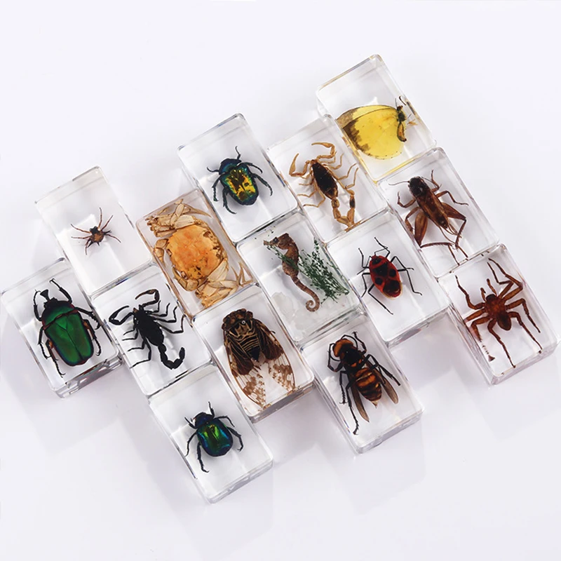 6PC Children's real insect specimens resin amber cicada cicada centipede black scorpion spade beetle spider carapace crab turtle