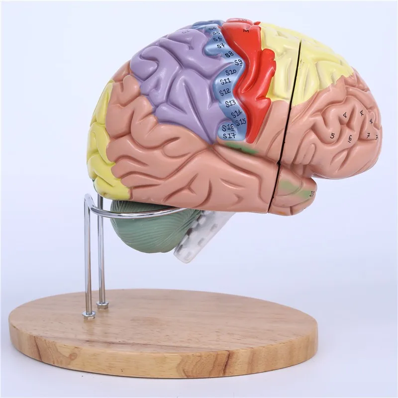 2X Brain Anatomy Model, Psychological Teaching Trunk and Limb Cortical Layer Partition Model，Brain Anatomy Model Specimen