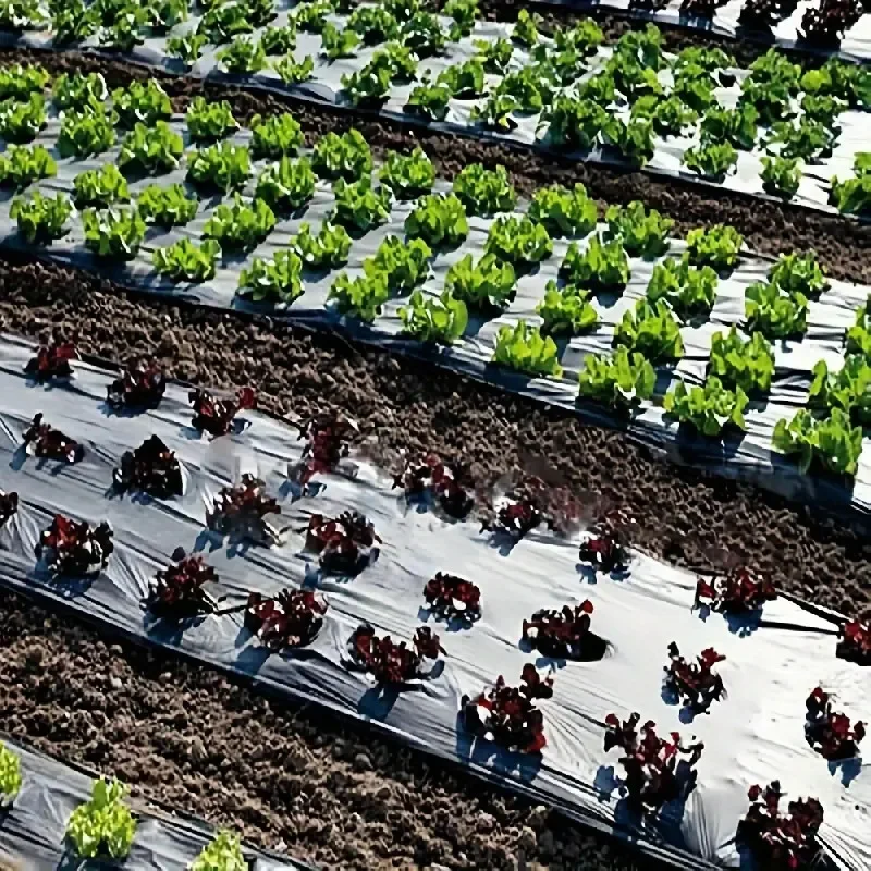 10 m vorgestanztes Loch, Isolierung, Pflanzabdeckungsfolie, schwarzer Mulch-Kunststoff, für Garten, Gewächshaus, landwirtschaftlicher Frostschutz, Jäten
