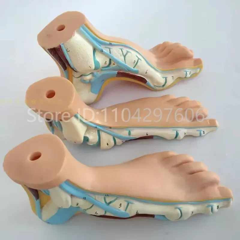 3pcs/Set 1:1 Lifesize Human Normal Flat Arched Foot Anatomical Model PVC Anatomy School Lab Supplies