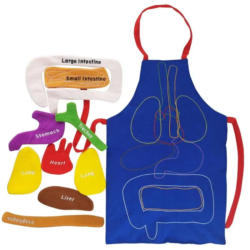 Delantal de anatomía para niños, modelo de cuerpo para niños, delantal de concienciación sobre los órganos del cuerpo humano, juguete educativo para el hogar, ayuda para la enseñanza preescolar, transparente