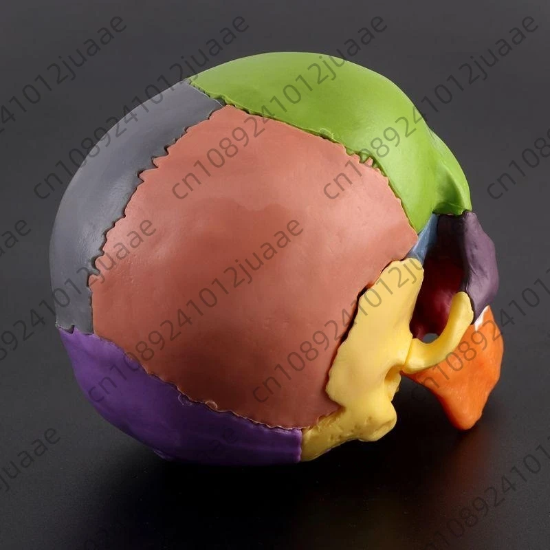 15pcs/set 4D Disassembled Color Skull Anatomical Model Detachable Medical Teachi