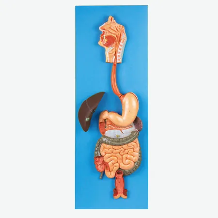 Human Digestive System Anatomical Model