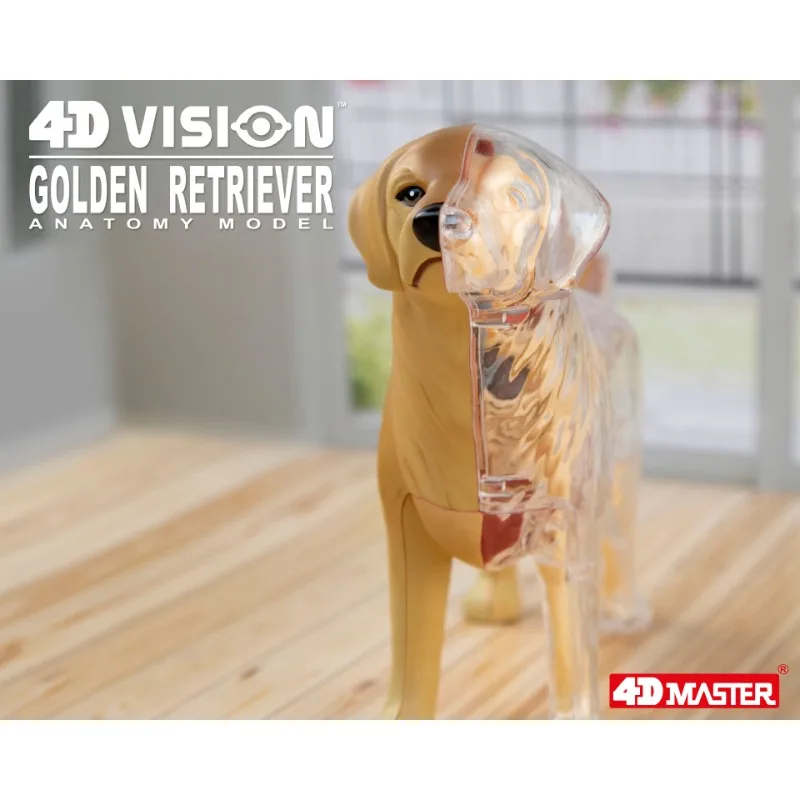 4D Vision Golden Retriever Organ Anatomy Model Sea Animal Puzzle Toys for Kids and Medical Students Veterinary Teaching Model