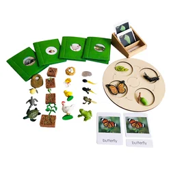 Montessori Biology Materials Life Cycle Learning Tools Butterfly/ Frog/ Turtle/ Chicken Models and Cards Educational Equipment