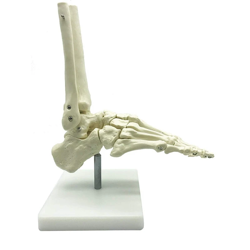 1:1 Human Skeleton Foot Anatomy Model Foot And Ankle With Shank Anatomical Model Anatomy Teaching Resources