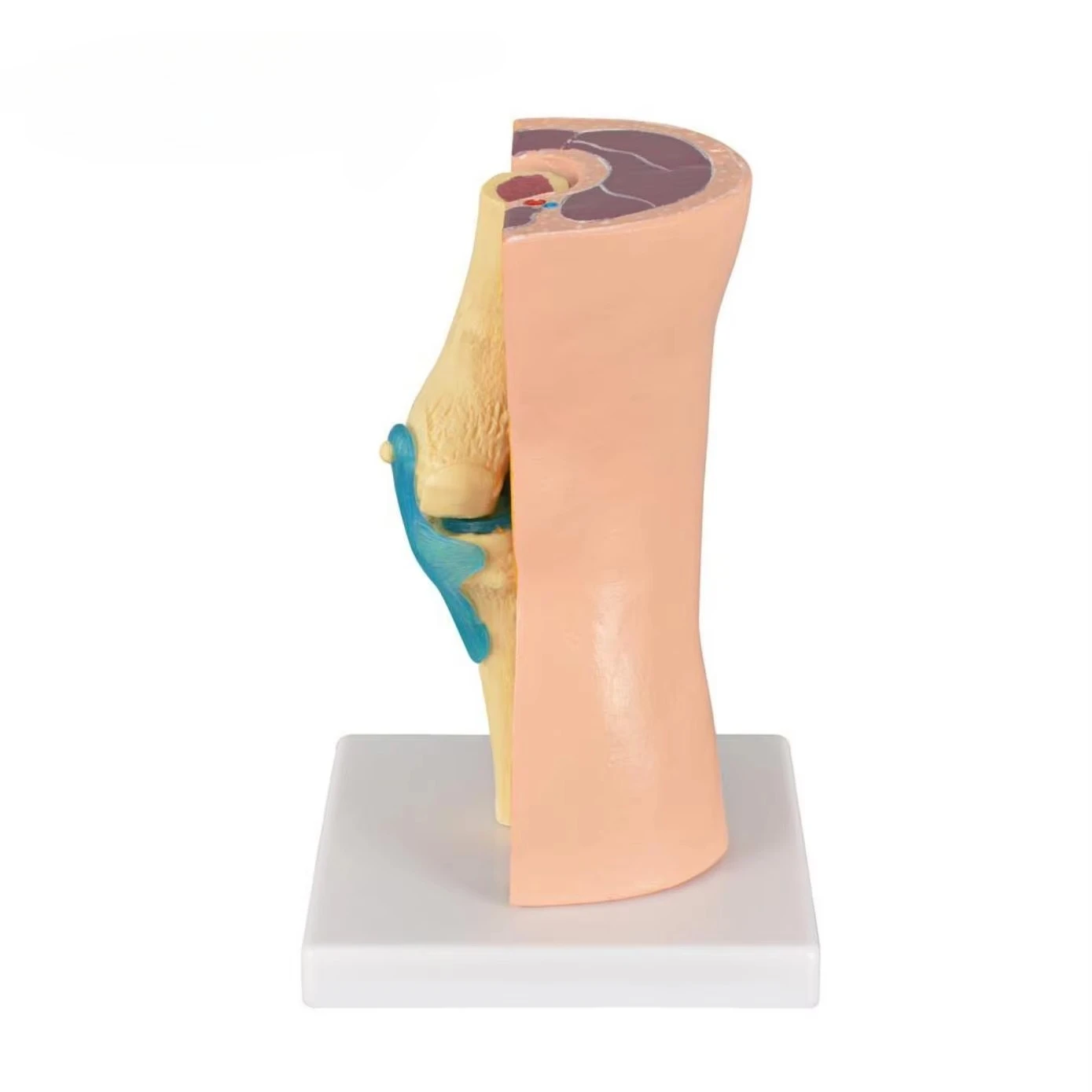 

Knee Joint with Ligaments Muscle, Prepuce Model, Skeletal Model, Medical Science