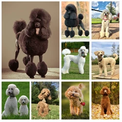 5D Pet Dog Poodle Diamond Rhinestones Painting Animal Wall Art Cross Stitch Kits Embroidery Picture Mosaic Full Drill Home Decor