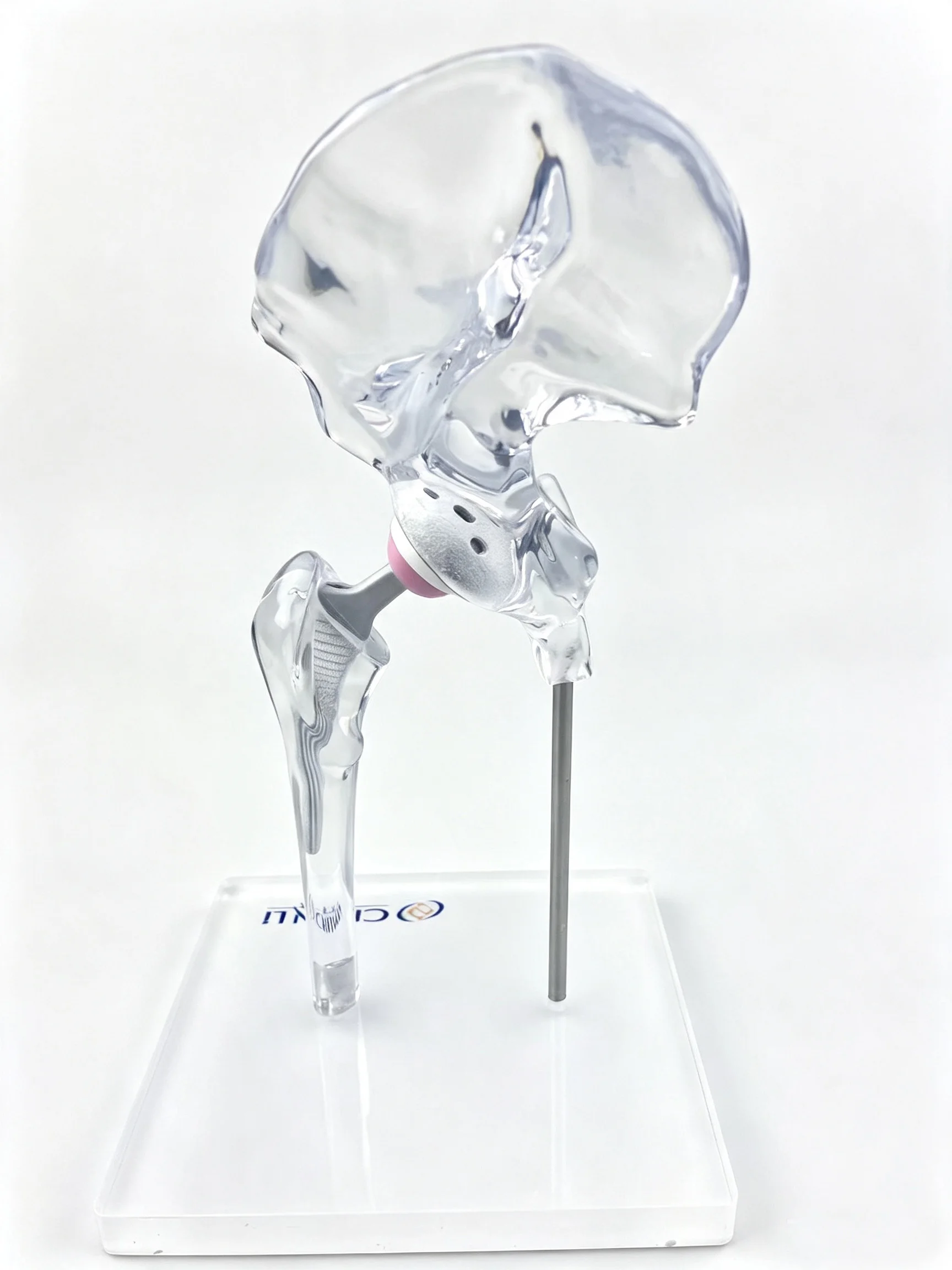 Transparent Hip Joint Model 5