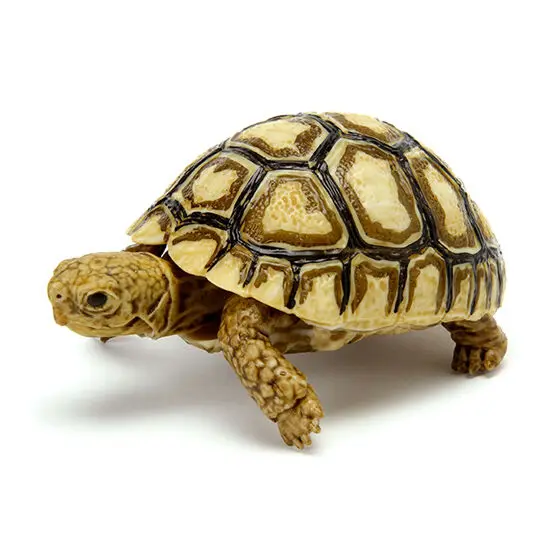 BANDAI Biological Encyclopedia Action Figures Model Amphibians Leopard Tortoise Gashapon Ornament Genuine Collect Ornaments